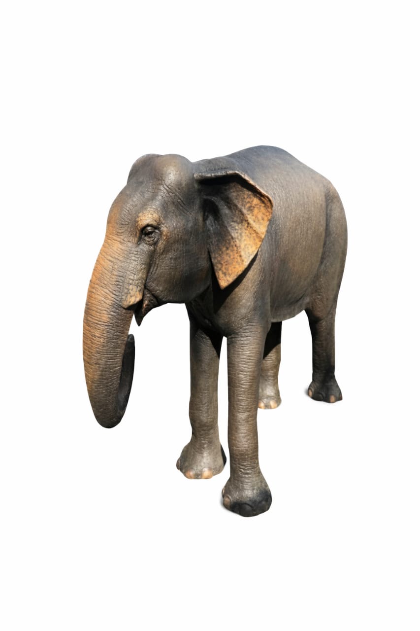 Forest Elephant – Regal Giant