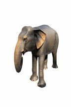 Forest Elephant – Regal Giant