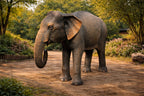 Forest Elephant – Regal Giant